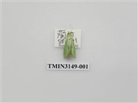 藏品(螟蛾300)的圖片